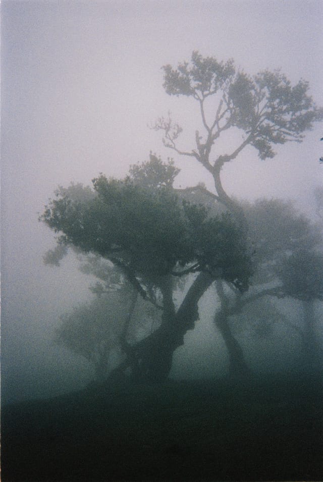 Trees emerging and receding through layers of mist, catalog number 92, from the Fog-Shrouded Trees collection