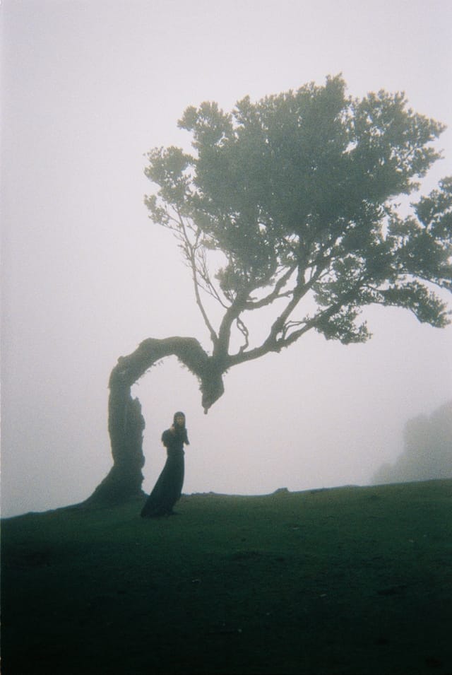 Trees emerging and receding through layers of mist, catalog number 85, from the Fog-Shrouded Trees collection