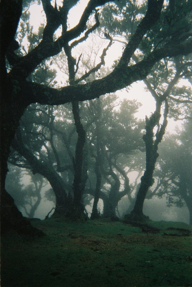 Trees emerging and receding through layers of mist, catalog number 83, from the Fog-Shrouded Trees collection