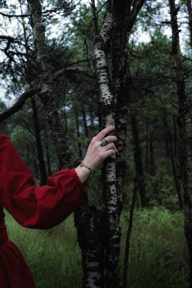 A red sleeve and ringed hand reaching toward the white bark of a birch