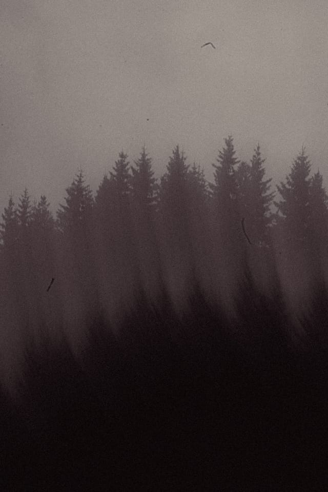 Dark treetops dissolving into a mauve-grey veil of fog