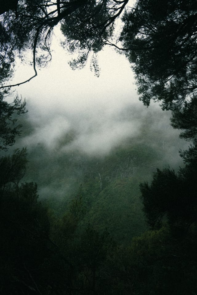 Clouds drifting across a forested Madeira mountainside beneath dark branches