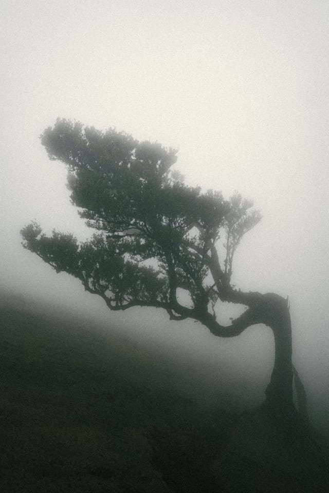 A low wind-shaped laurel tree emerging from a pale field of mist