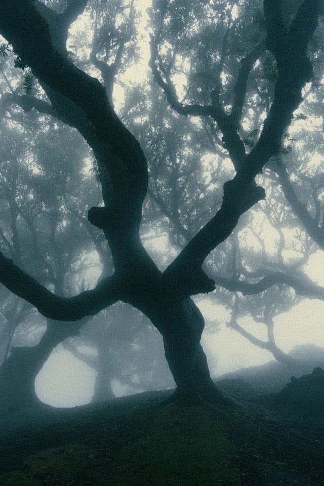 A contorted laurel tree forming a dark arch against luminous forest mist