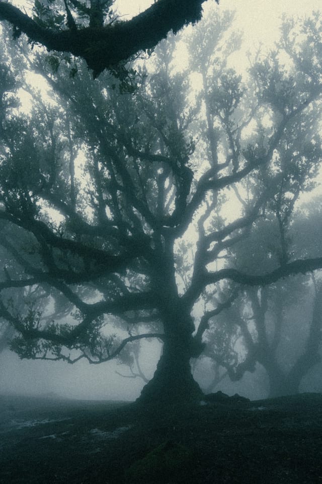 A many-limbed laurel tree rising from wet ground in the fog