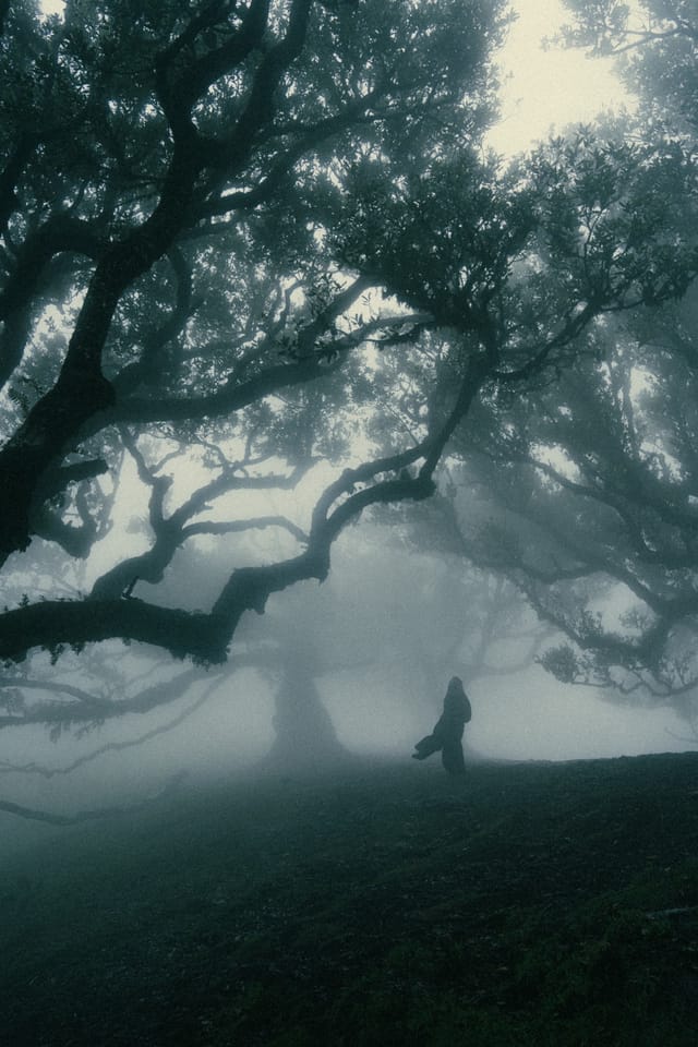 A small solitary figure walking beneath a vast laurel canopy in pale mist