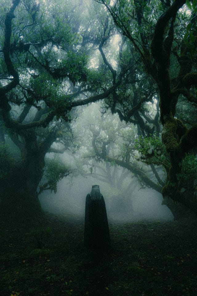 A cloaked figure standing at the end of a dark forest passage filled with mist