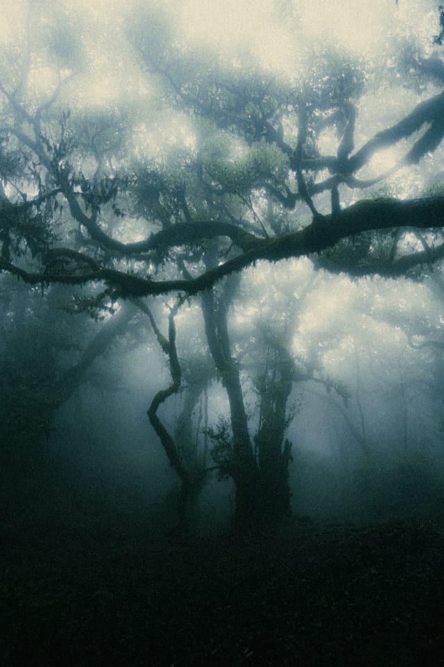 Antler-like laurel branches silhouetted against diffuse blue-white mist