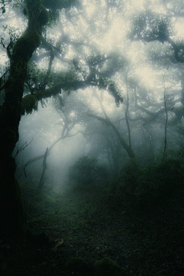 A dim path disappearing between mossy trees into illuminated fog