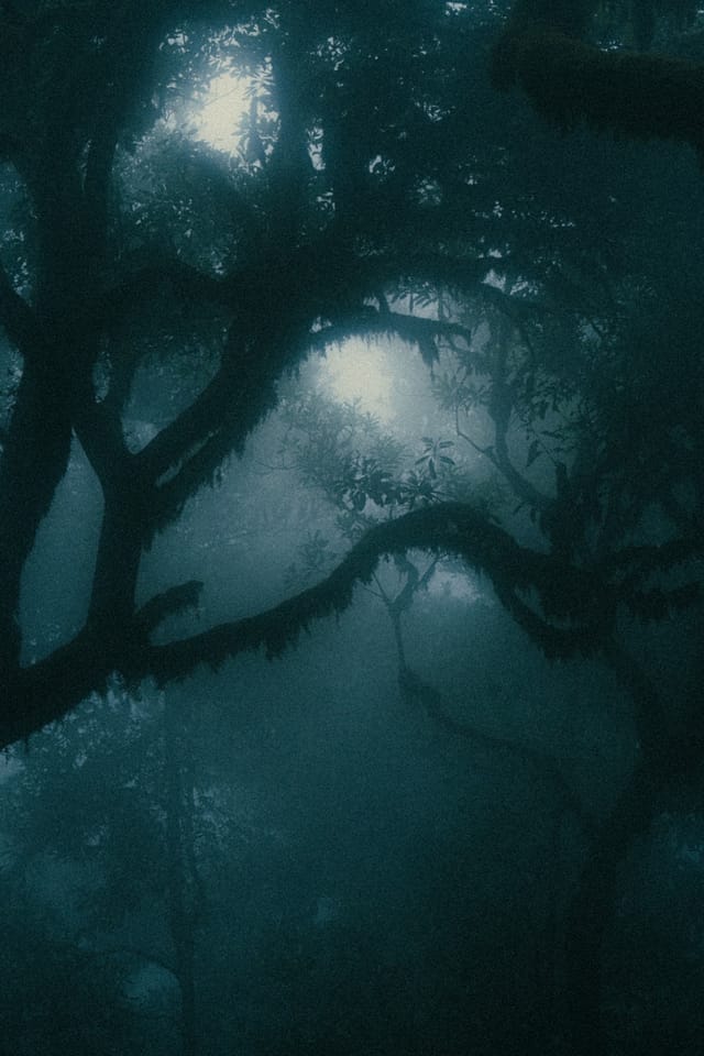 Dark laurel boughs crossing a blue-green canopy softened by fog