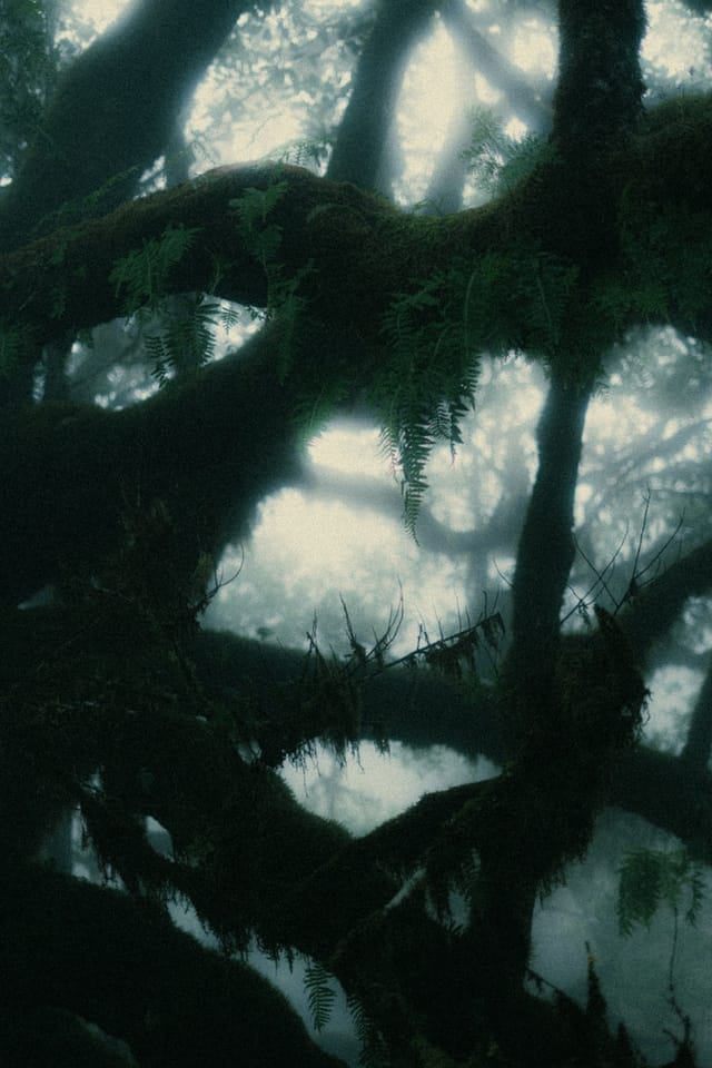 Heavy moss-covered branches suspended in the dim laurel canopy