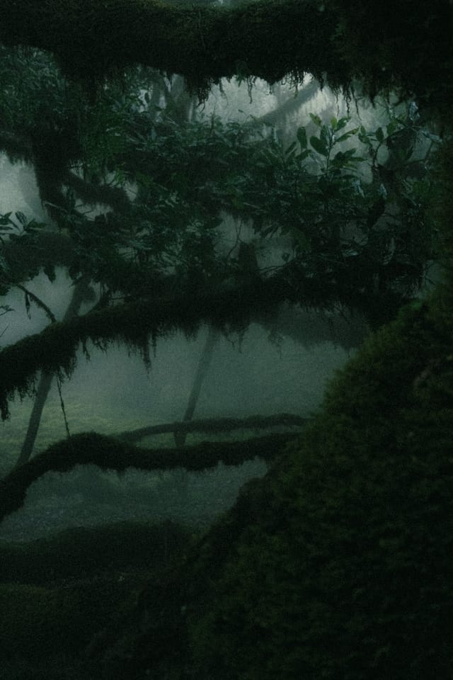 A horizontal mossy branch dividing a deep green clearing from the fog
