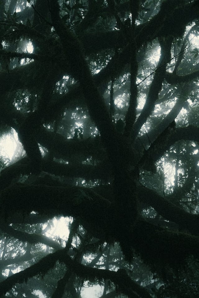 Overlapping laurel limbs forming a dark lattice against misty light