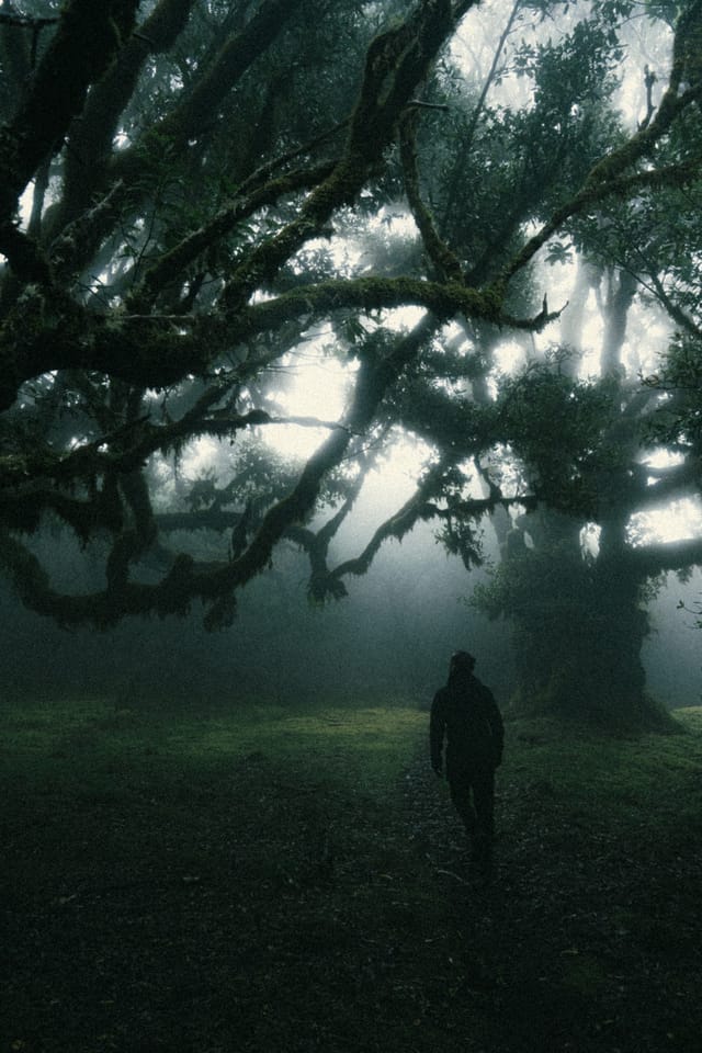 A lone figure walking beneath immense laurel branches in a shadowed clearing