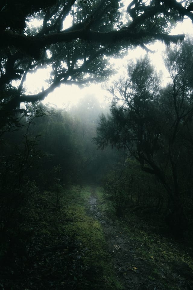 A wet forest path catching pale light beneath arching laurel branches