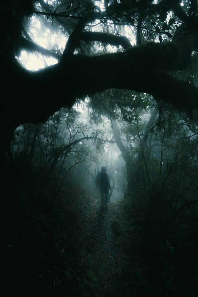 A backlit human figure standing in a dark tunnel of laurel trees
