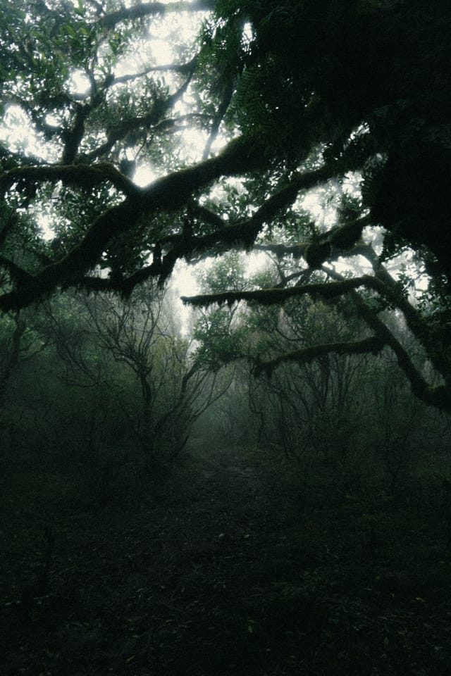 A many-branched laurel tree filling the frame against thin forest mist