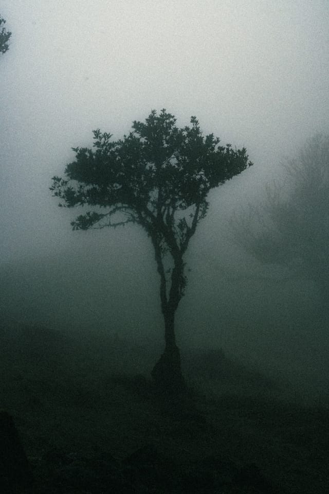 A slender laurel tree isolated on a dark green hillside in dense fog