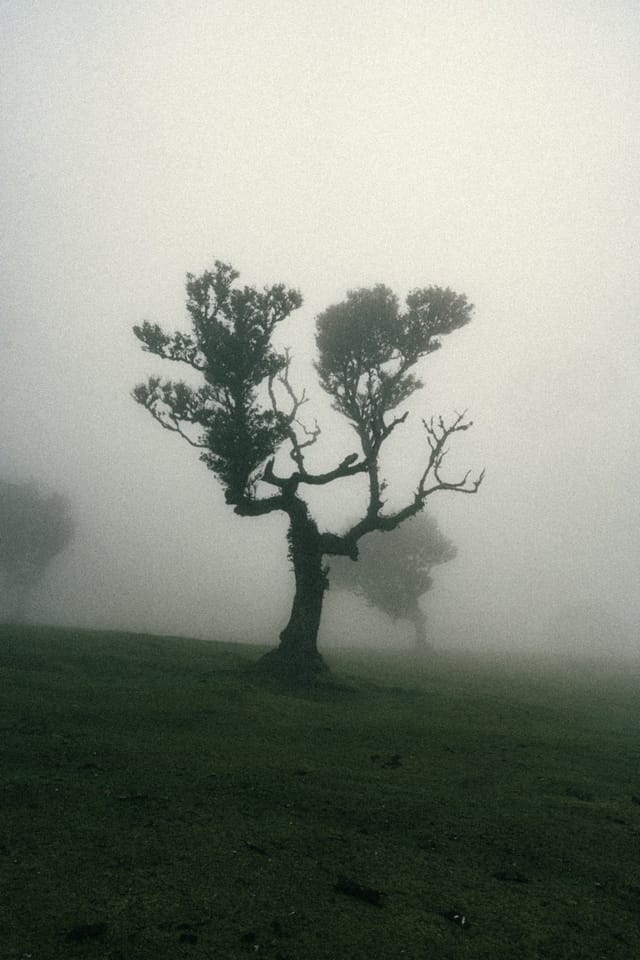 A solitary sculptural laurel tree outlined against luminous fog