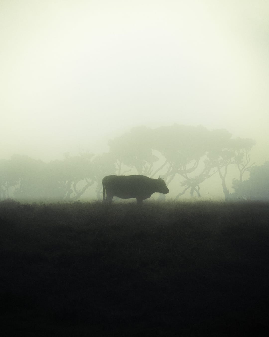 Trees emerging and receding through layers of mist, catalog number 100, from the Fog-Shrouded Trees collection