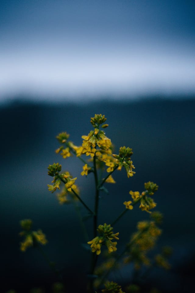 Low light across a darkened landscape and sky, catalog number 26, from The Quiet Dark collection