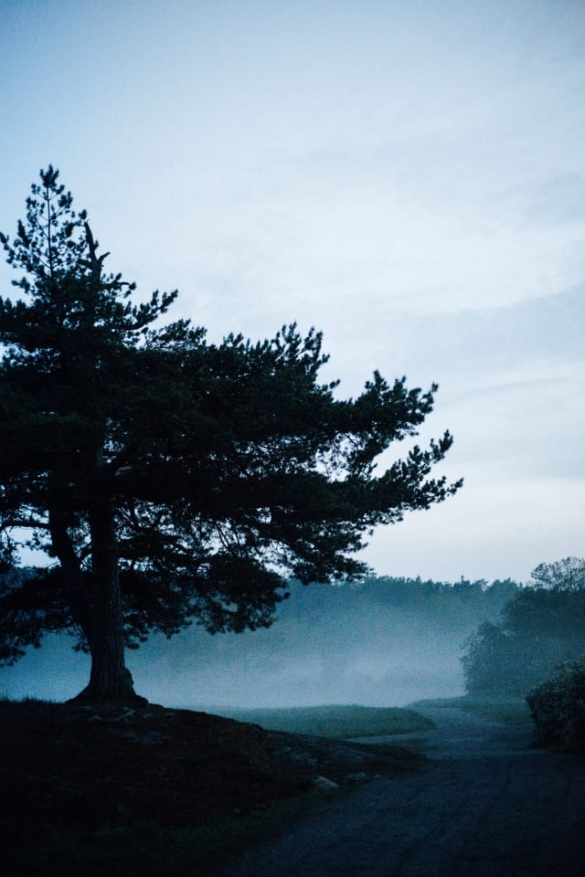 Trees emerging and receding through layers of mist, catalog number 33, from the Fog-Shrouded Trees collection