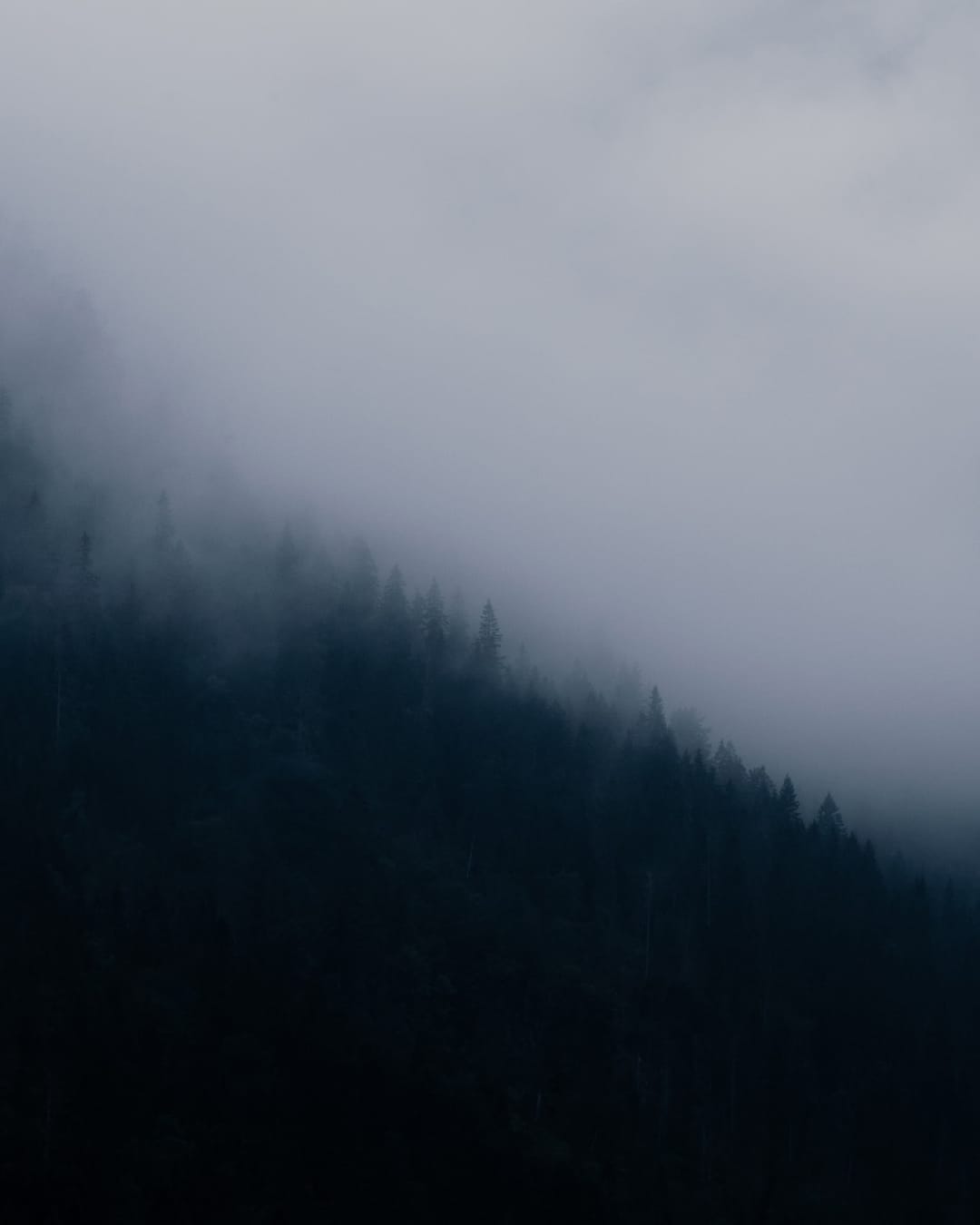 Trees emerging and receding through layers of mist, catalog number 12, from the Fog-Shrouded Trees collection