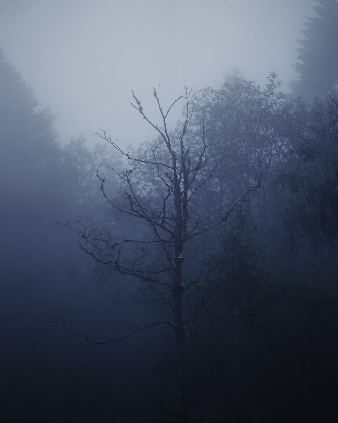 Trees emerging and receding through layers of mist, catalog number 20, from the Fog-Shrouded Trees collection