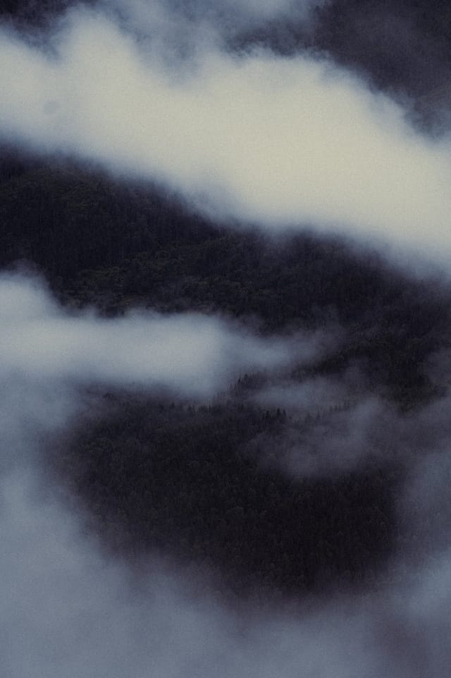 Trees emerging and receding through layers of mist, catalog number 41, from the Fog-Shrouded Trees series
