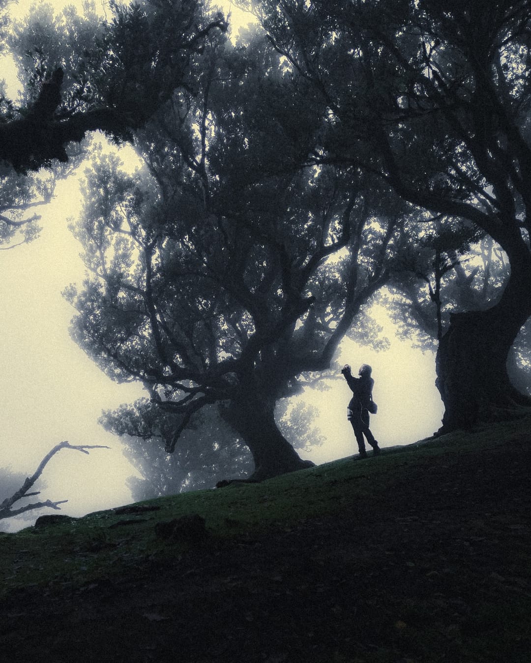 Trees emerging and receding through layers of mist, catalog number 77, from the Fog-Shrouded Trees collection