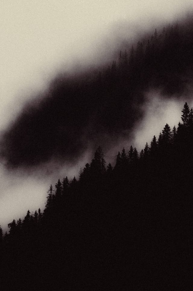 Trees emerging and receding through layers of mist, catalog number 26, from the Fog-Shrouded Trees series