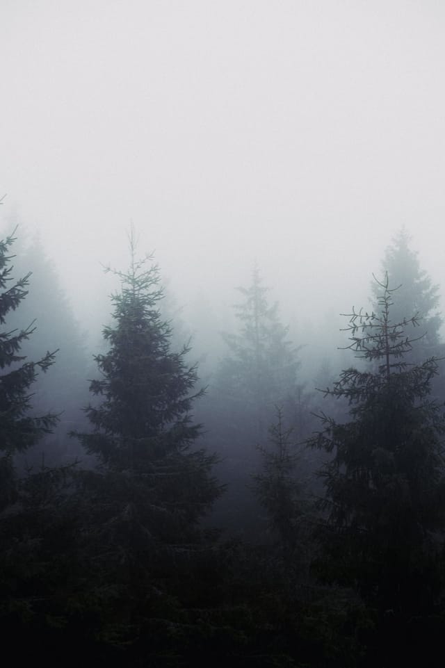 Trees emerging and receding through layers of mist, catalog number 33, from the Fog-Shrouded Trees series