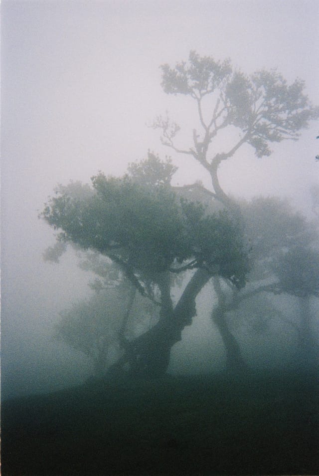 Trees emerging and receding through layers of mist, catalog number 61, from the Fog-Shrouded Trees series