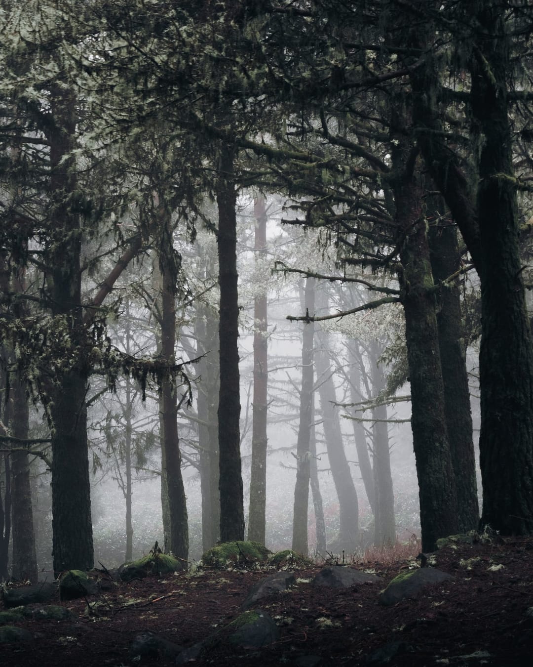 Trees emerging and receding through layers of mist, catalog number 2, from the Fog-Shrouded Trees series