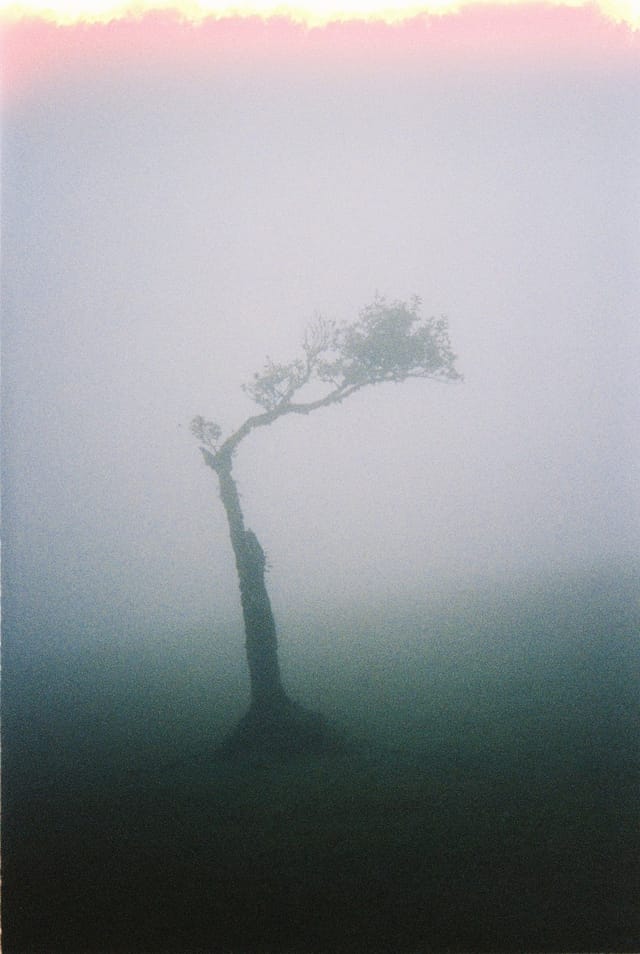 Trees emerging and receding through layers of mist, catalog number 63, from the Fog-Shrouded Trees series