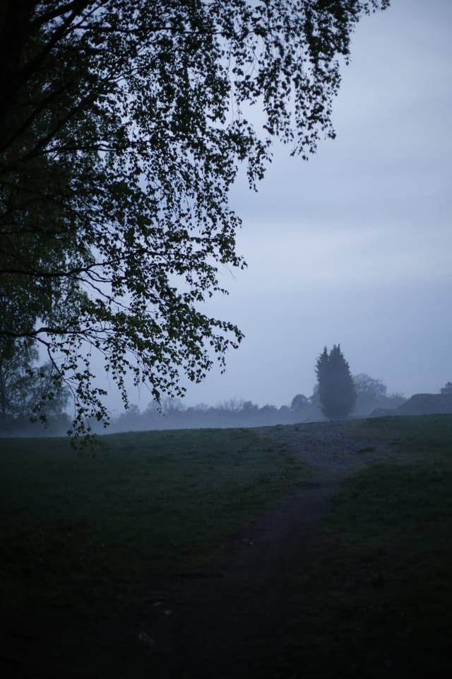 Träd som träder fram och drar sig undan genom lager av dimma, katalognummer 97, ur samlingen Dimhöljda träd