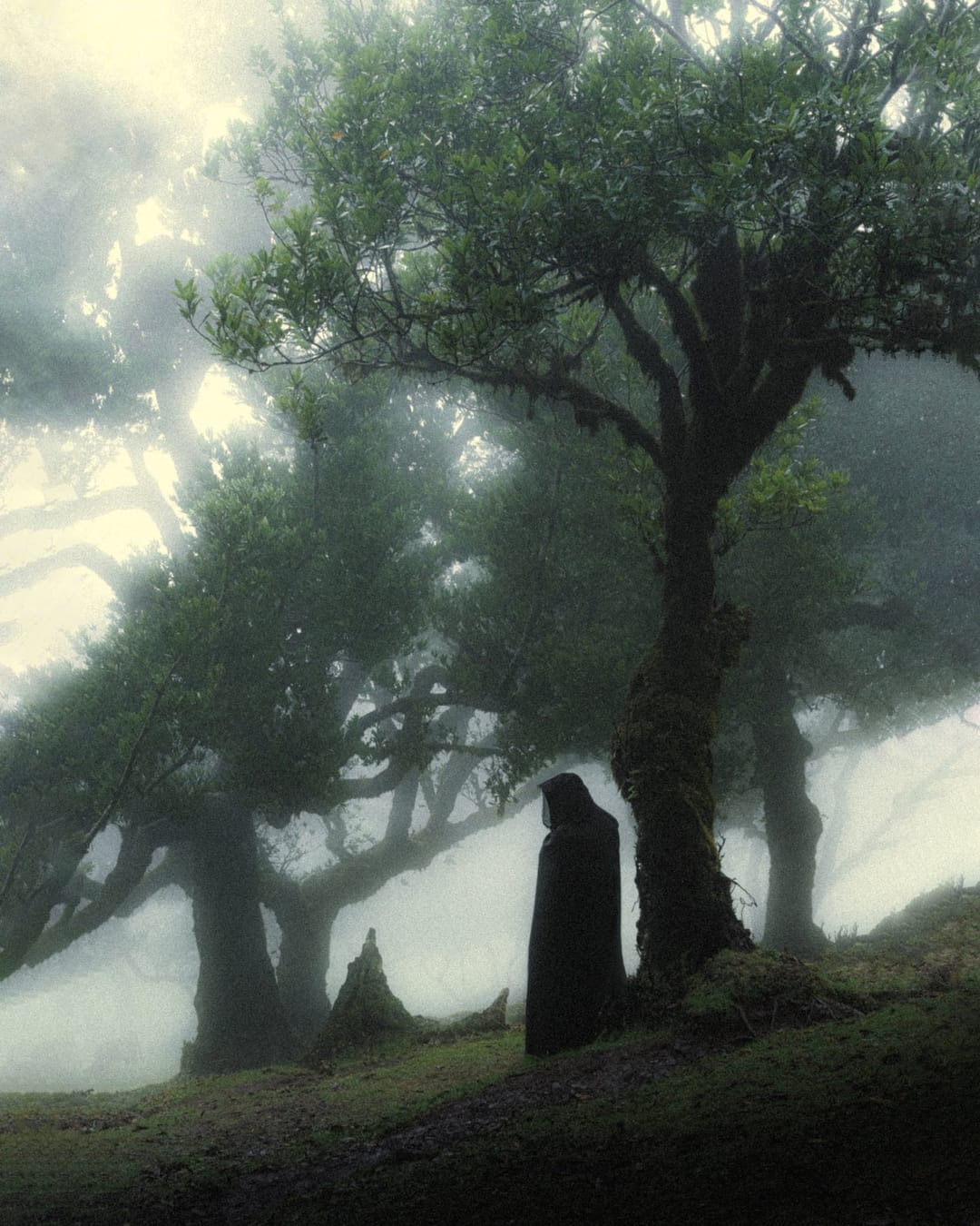 Trees emerging and receding through layers of mist, catalog number 45, from the Fog-Shrouded Trees series