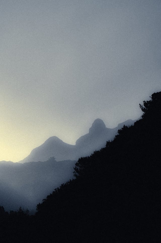 Trees emerging and receding through layers of mist, catalog number 50, from the Fog-Shrouded Trees series