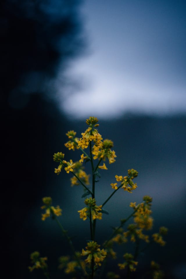 Low light across a darkened landscape and sky, catalog number 27, from The Quiet Dark collection