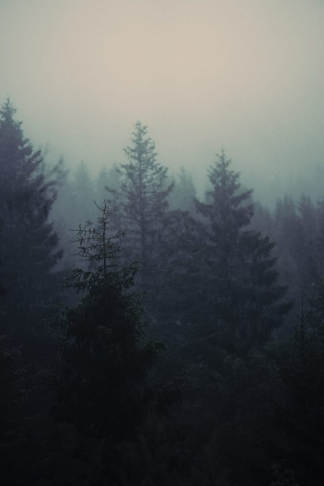 Trees emerging and receding through layers of mist, catalog number 7, from the Fog-Shrouded Trees series