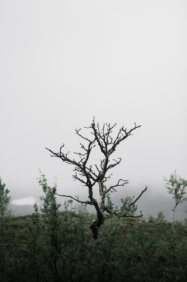 Trees emerging and receding through layers of mist, catalog number 35, from the Fog-Shrouded Trees series