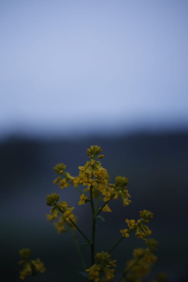Low light across a darkened landscape and sky, catalog number 21, from The Quiet Dark collection