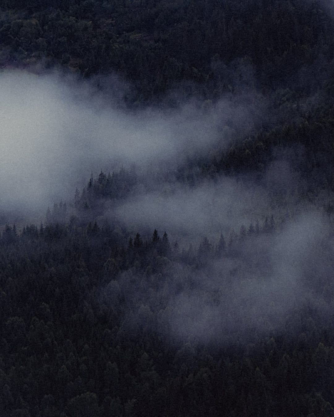 Trees emerging and receding through layers of mist, catalog number 62, from the Fog-Shrouded Trees series