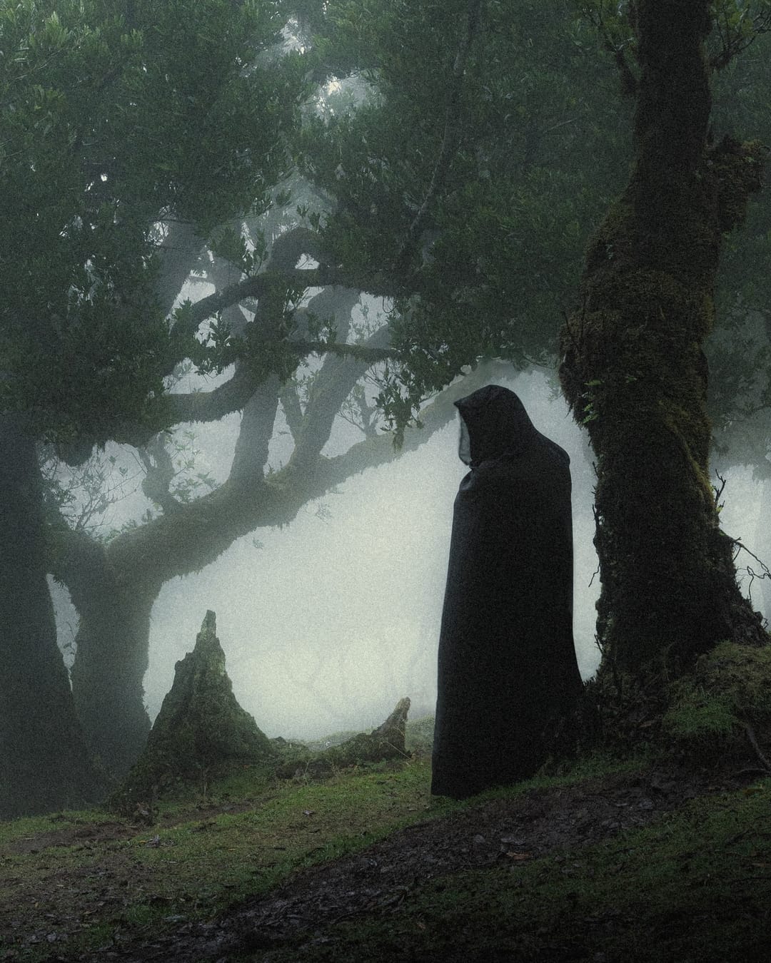 Trees emerging and receding through layers of mist, catalog number 96, from the Fog-Shrouded Trees collection