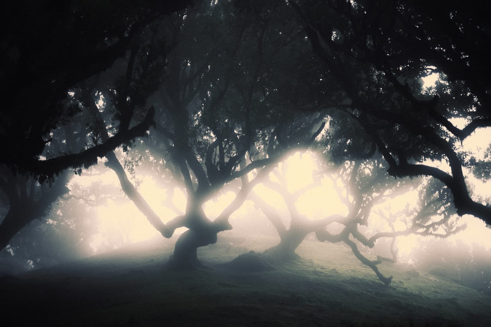 Trees emerging and receding through layers of mist, catalog number 30, from the Fog-Shrouded Trees collection