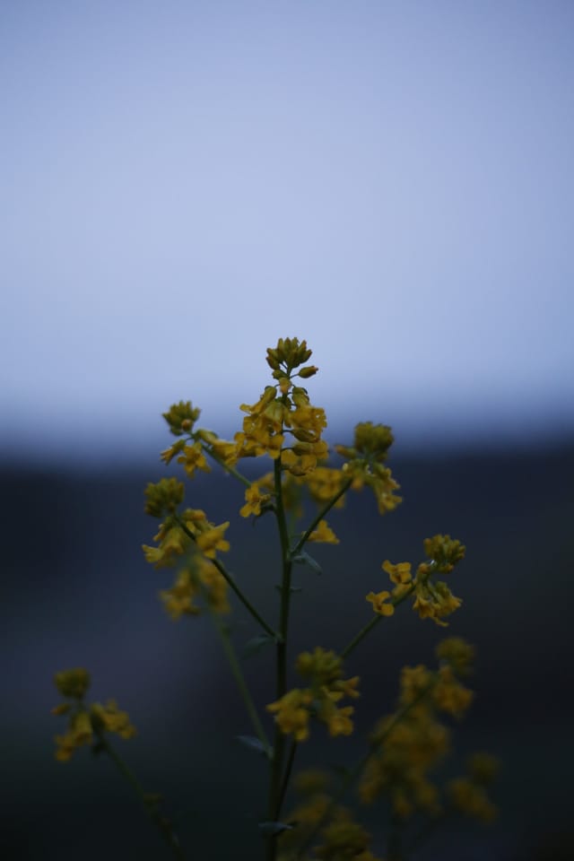Low light across a darkened landscape and sky, catalog number 46, from The Quiet Dark collection