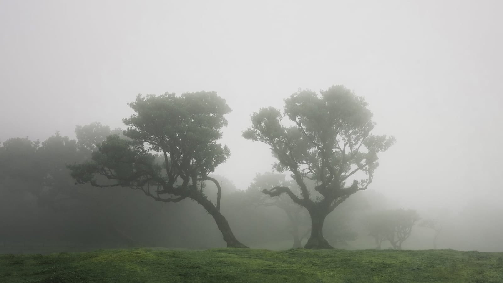 Trees emerging and receding through layers of mist, catalog number 32, from the Fog-Shrouded Trees series