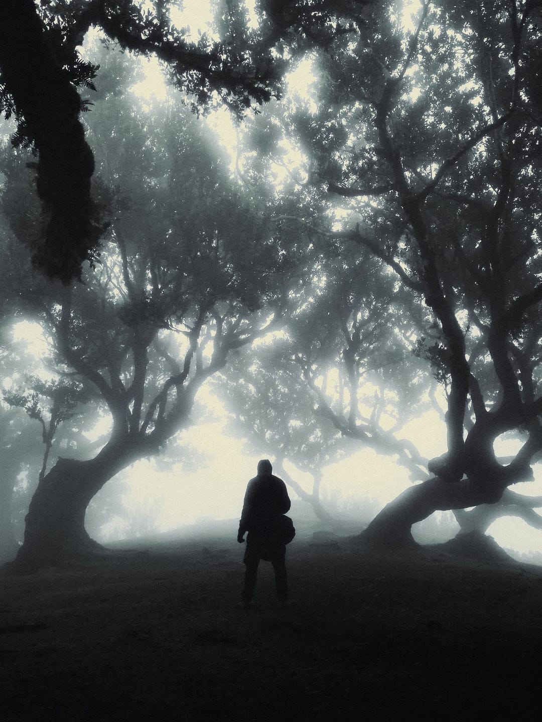 Trees emerging and receding through layers of mist, catalog number 40, from the Fog-Shrouded Trees series