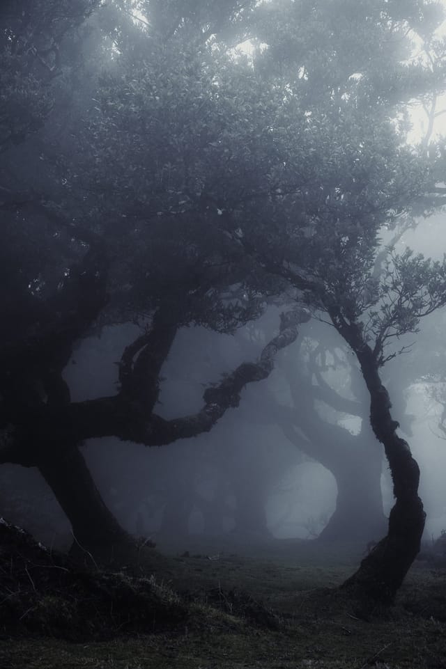 Trees emerging and receding through layers of mist, catalog number 3, from the Fog-Shrouded Trees series