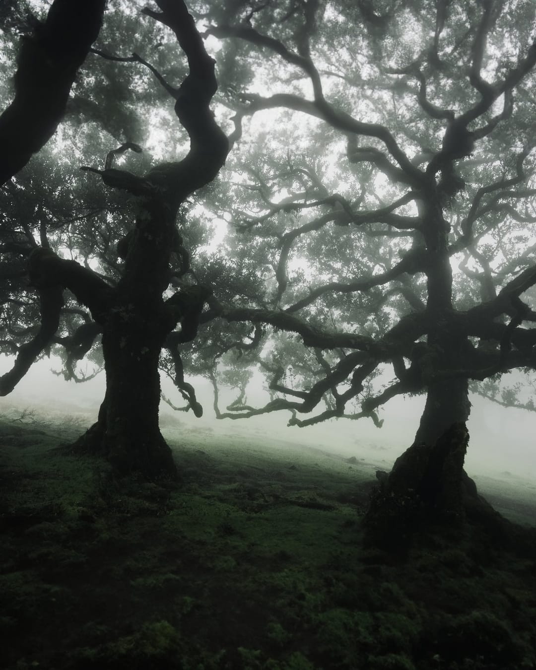 Trees emerging and receding through layers of mist, catalog number 58, from the Fog-Shrouded Trees series